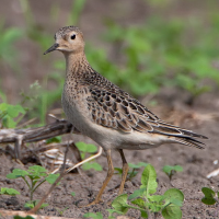 Buff-breasted Sandpiper